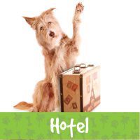 Hotel Canino en Monterrey